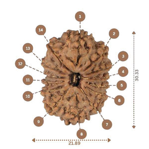 14 Mukhi Rudraksha - Nepali Vendor Rudradhyay