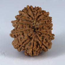 Load image into Gallery viewer, 14 Mukhi Rudraksha - Nepali