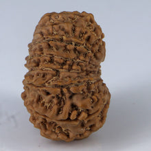 Load image into Gallery viewer, 14 Mukhi Rudraksha - Nepali