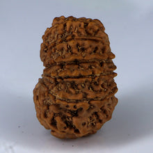 Load image into Gallery viewer, 14 Mukhi Rudraksha - Nepali