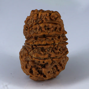 14 Mukhi Rudraksha - Nepali