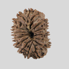 Load image into Gallery viewer, 16 Mukhi Rudraksha(Nepali)