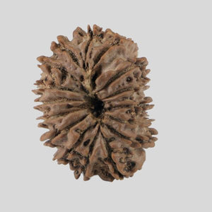 16 Mukhi Rudraksha(Nepali)