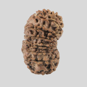 16 Mukhi Rudraksha(Nepali)