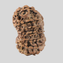 Load image into Gallery viewer, 16 Mukhi Rudraksha(Nepali)