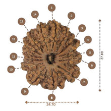 Load image into Gallery viewer, 14 Mukhi Rudraksha - Nepali