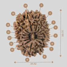 Load image into Gallery viewer, 16 Mukhi Rudraksha(Nepali)