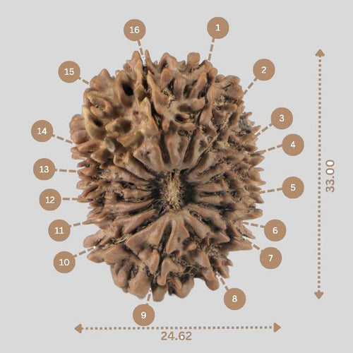 16 Mukhi Rudraksha(Nepali)