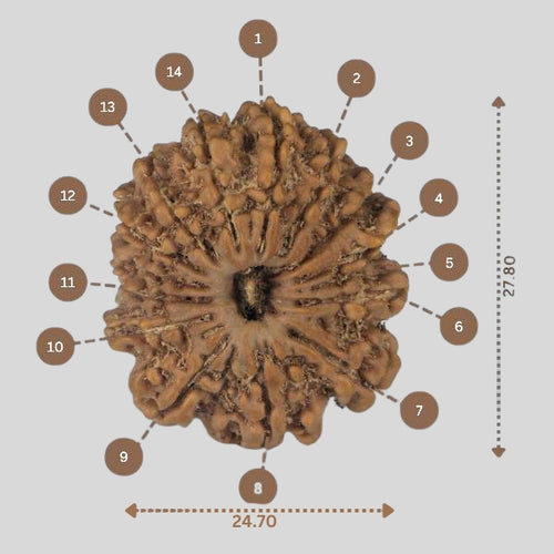 14 Mukhi Rudraksha - Nepali