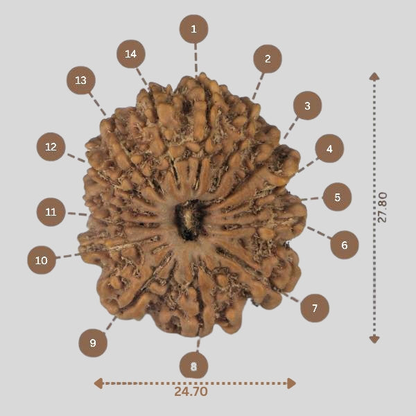 14 Mukhi Rudraksha - Nepali