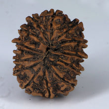 Load image into Gallery viewer, 14 Mukhi Rudraksha - Nepali Vendor Rudradhyay