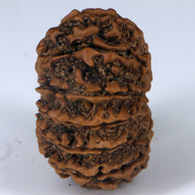 Load image into Gallery viewer, 14 Mukhi Rudraksha - Nepali Vendor Rudradhyay