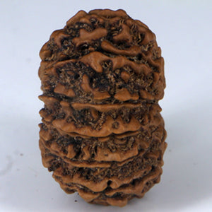 14 Mukhi Rudraksha - Nepali Vendor Rudradhyay