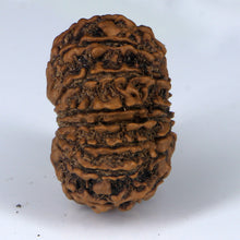 Load image into Gallery viewer, 14 Mukhi Rudraksha - Nepali Vendor Rudradhyay