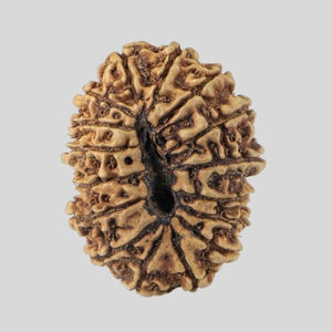 16 Mukhi Rudraksha(Nepali)