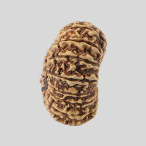 16 Mukhi Rudraksha(Nepali)