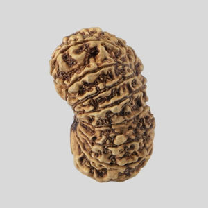 16 Mukhi Rudraksha(Nepali)