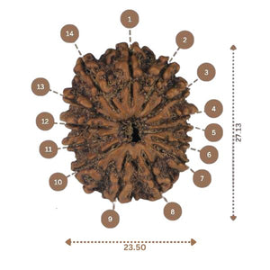 14 Mukhi Rudraksha - Nepali Vendor Rudradhyay