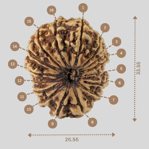 16 Mukhi Rudraksha(Nepali)