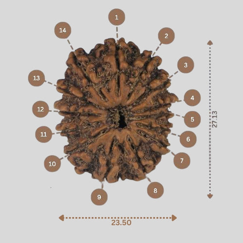 14 Mukhi Rudraksha - Nepali Vendor Rudradhyay