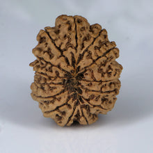 Load image into Gallery viewer, 14 Mukhi Rudraksha - Nepali Vendor Rudradhyay