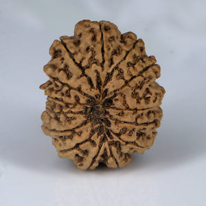 14 Mukhi Rudraksha - Nepali Vendor Rudradhyay