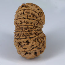 Load image into Gallery viewer, 14 Mukhi Rudraksha - Nepali Vendor Rudradhyay