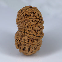 Load image into Gallery viewer, 14 Mukhi Rudraksha - Nepali Vendor Rudradhyay