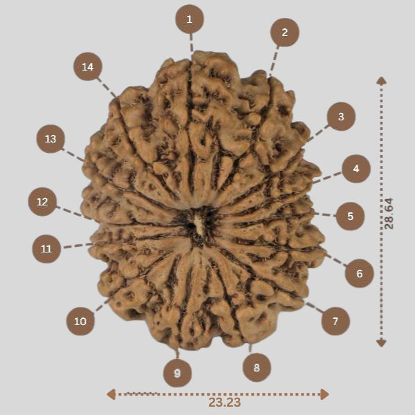 14 Mukhi Rudraksha - Nepali Vendor Rudradhyay