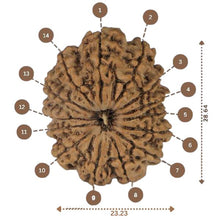 Load image into Gallery viewer, 14 Mukhi Rudraksha - Nepali Vendor Rudradhyay