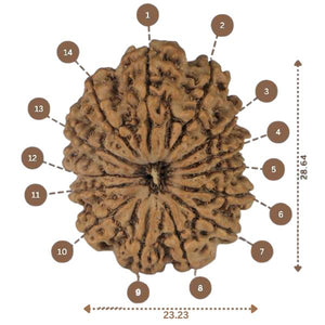 14 Mukhi Rudraksha - Nepali Vendor Rudradhyay