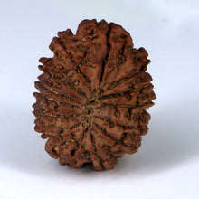 Load image into Gallery viewer, 14 Mukhi Rudraksha - Nepali Vendor Rudradhyay