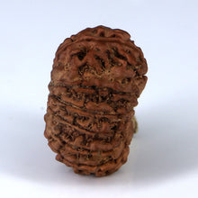 Load image into Gallery viewer, 14 Mukhi Rudraksha - Nepali Vendor Rudradhyay