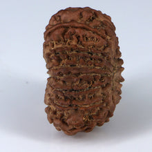 Load image into Gallery viewer, 14 Mukhi Rudraksha - Nepali Vendor Rudradhyay