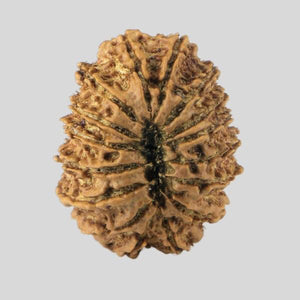 16 Mukhi Rudraksha(Nepali)