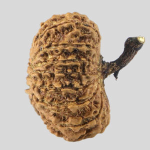 16 Mukhi Rudraksha(Nepali)