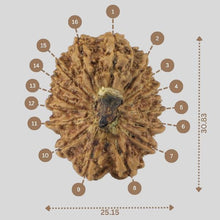 Load image into Gallery viewer, 16 Mukhi Rudraksha(Nepali)