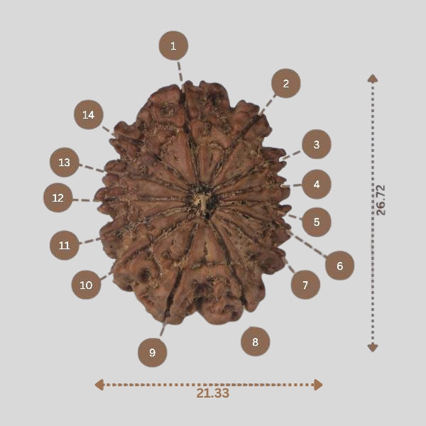 14 Mukhi Rudraksha - Nepali Vendor Rudradhyay