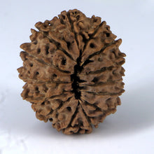 Load image into Gallery viewer, 14 Mukhi Rudraksha - Nepali Vendor Rudradhyay