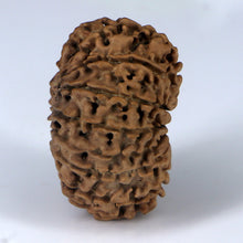 Load image into Gallery viewer, 14 Mukhi Rudraksha - Nepali Vendor Rudradhyay