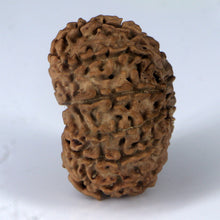 Load image into Gallery viewer, 14 Mukhi Rudraksha - Nepali Vendor Rudradhyay