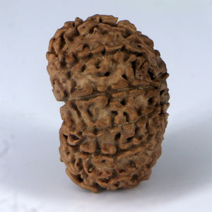 14 Mukhi Rudraksha - Nepali Vendor Rudradhyay