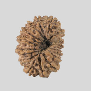 16 Mukhi Rudraksha(Nepali)