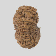 Load image into Gallery viewer, 16 Mukhi Rudraksha(Nepali)