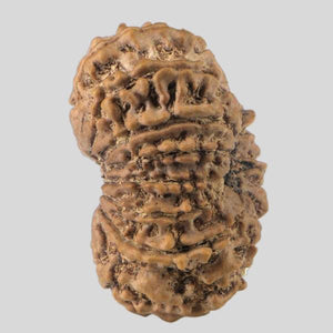 16 Mukhi Rudraksha(Nepali)