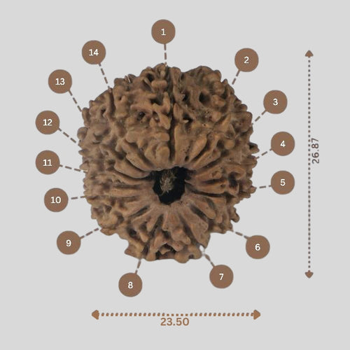 14 Mukhi Rudraksha - Nepali Vendor Rudradhyay