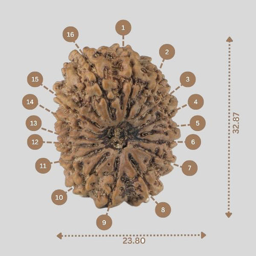 16 Mukhi Rudraksha(Nepali)