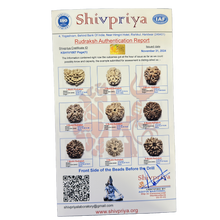 Load image into Gallery viewer, 1 - 14 Mukhi Rudraksha Mala combination - Nepali