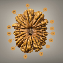 Load image into Gallery viewer, 14 Mukhi Rudraksha - Nepali - Rudradhyay