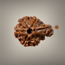 Load image into Gallery viewer, 1 Mukhi Sawar Rudraksha(Nepali) - Rudradhyay
